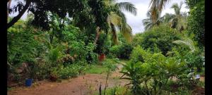 Hampi Lotusriya Homestay