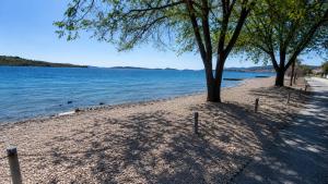 Pine Tree Dalmatia Srima