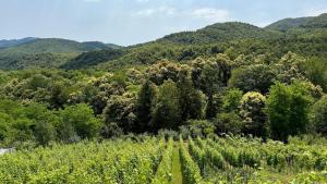 Dedina Klet - Vineyard Cottage with Mountain View