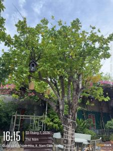 Nhà nghỉ - Homestay A Páo Cam Ranh
