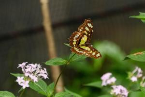 Muy Boquete, Bees and Butterflies Casitas