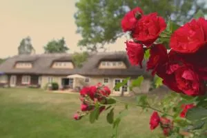 Metsara B & B - Laevaranna