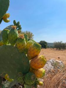 La valle dei carrubi