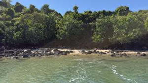 Mangrove Creek