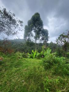 JJ Home With 200Meters Trekking