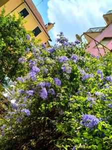 Perla Nera Guesthouse