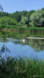 Zielony Anioł nad Stawami, Poleski Park Narodowy