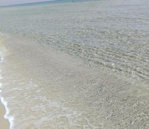 Cap zebib