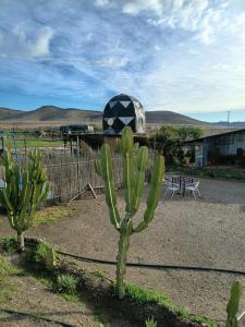 El eden en el desierto florido