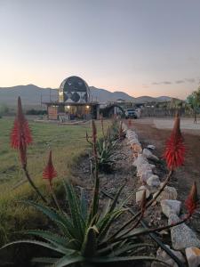 El eden en el desierto florido
