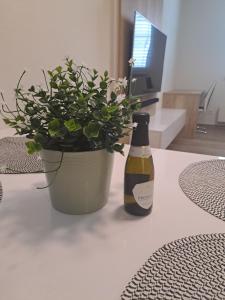Apartman MWM Olomouc