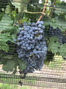 Chaglasian Wine & Suites