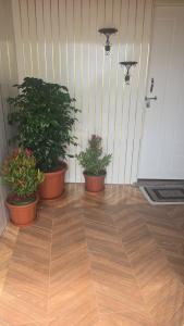 Ebbanis Luxury Dooms