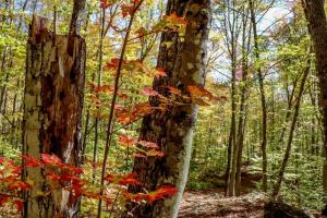 Luxury Treehouse with Soaking Tub near White Mountain National Forest, Stoneham, Maine