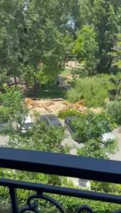 Студио за нощувки в к-кс Каскадас, Cascadas Family Resort, Слънчев бряг