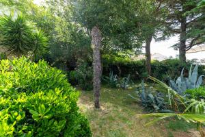 CC Zorro with Garden
