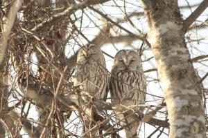 Hokkaido guesthouses Asanebou