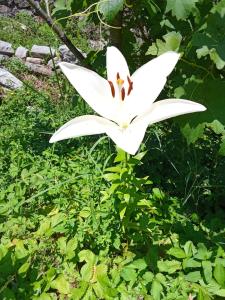 Apartman MIRNA