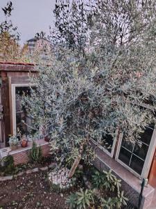 La Rosa della Reggia