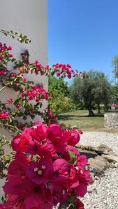 Dimora tra gli ulivi del Cilento