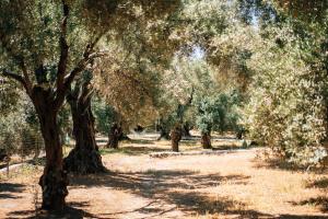 Elaion Estate - Platon