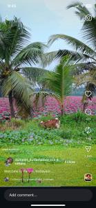 Curly Nest Homestay