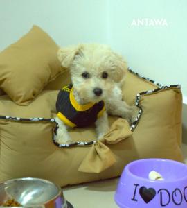 ANTAWA Lifestyle Hotel