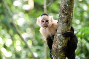Cozy getaway wpool-tennis-bbq near Manuel Antonio