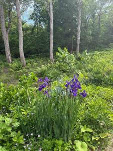 Miyuki Mountain Lodge, Myoko, Sleeps 20