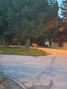Oferta noclegów 17142743