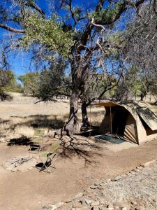 Mopani Elephant Camp - Tents