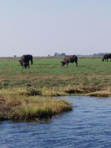 7 roomed boutique safari Lodge-Chobe Sunset Chalets
