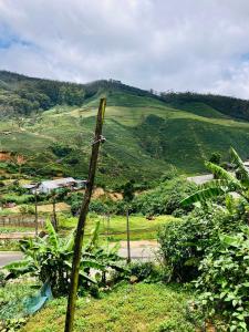 Tea Forest