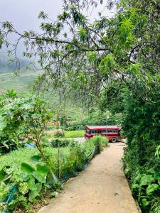 Tea Forest