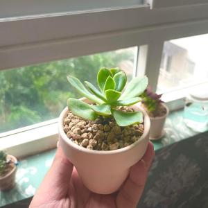 Paradise Hotel DVH