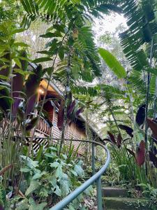 Tranquila, Casonita y Ranitas 3 Jungle Houses for nature lovers sleeps 8
