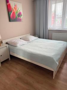 Oferta noclegów 17159469