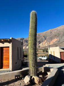 Los Cardones