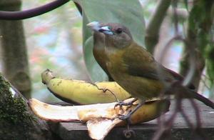 Cabin, Birdwatching & Adventure