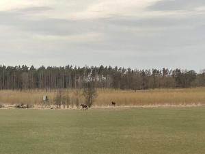 Charming Countryside Cottage in Bohuslän