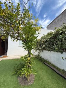 Orange Tree Private Home