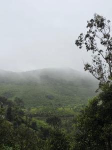 Arrano Vista