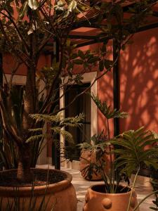 CASA DAMIANA