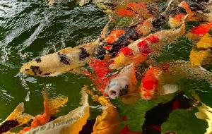 Bao Ong Thien Retreat and Senior Living - Khu Nghỉ Dưỡng Bào Ông Thiền