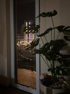 Apartman Lily