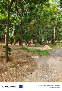 BaanNai Longbeach