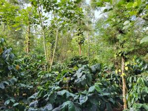 Dinnekere Homestay - Private Stay, Home Food, Estate, Near to Sight seeing
