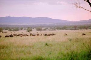 Serengeti House Of Nature Camp