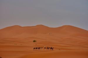 Tachafine Luxury Camp & Desert Activities