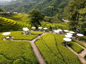 MT Homestay Terraced Fields - Sa Pa Trekking Tour Tả Van